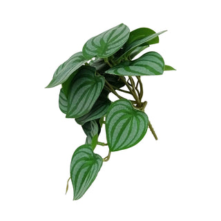 Greenary - Calathea Bush - 22x22x18cm