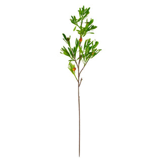 Olive Branch