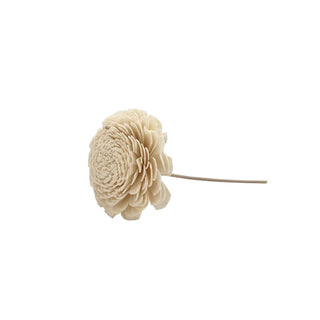 Shola Belly Reed - 8cm with 16cm Reed