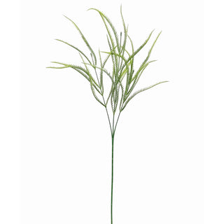 Greenary - Native Gr - 10x10x70cm