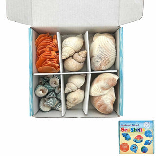 Painting Sea Shells - Mixed